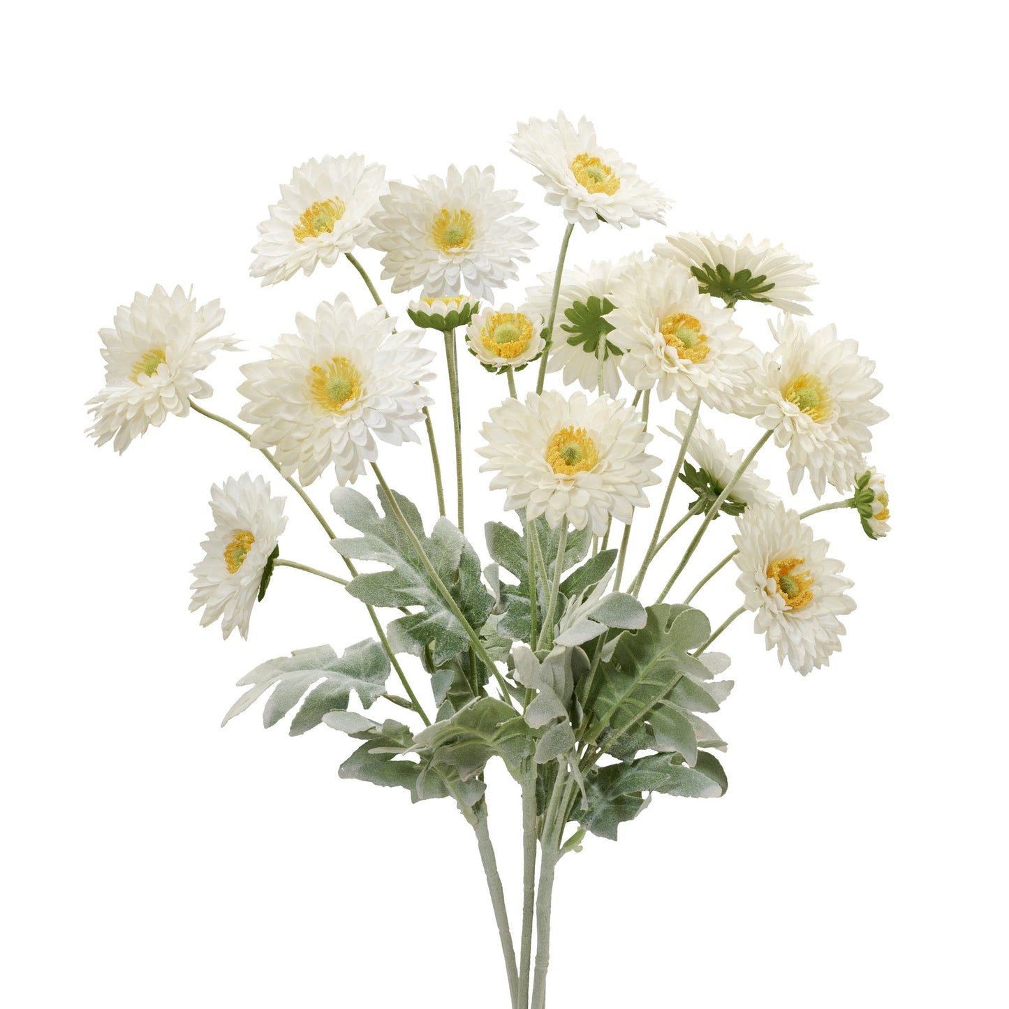 Daisy 4 Bloom 23L" 4 Stem Bouquet - Cream