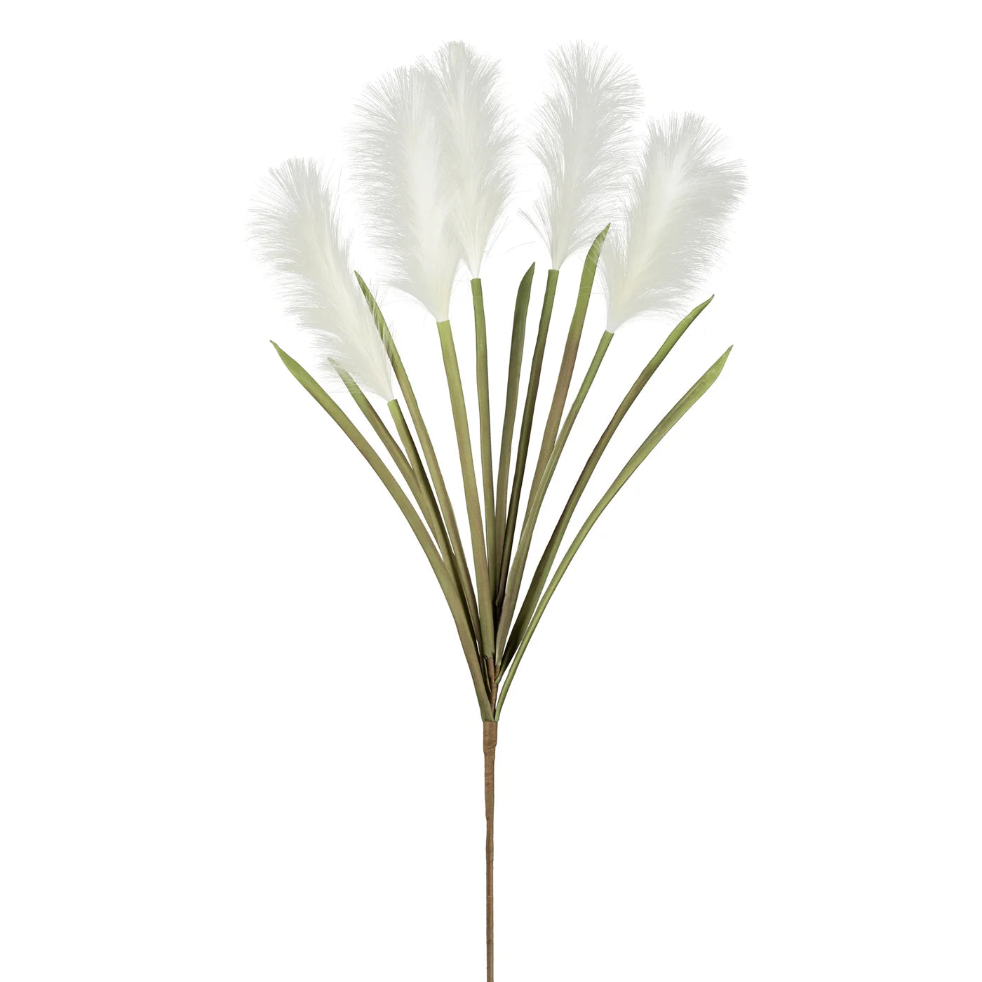 Desert Feather Pampas Grass Multi Bloom Stem