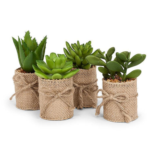 Succulents in Burlap Wrap. Set of 4