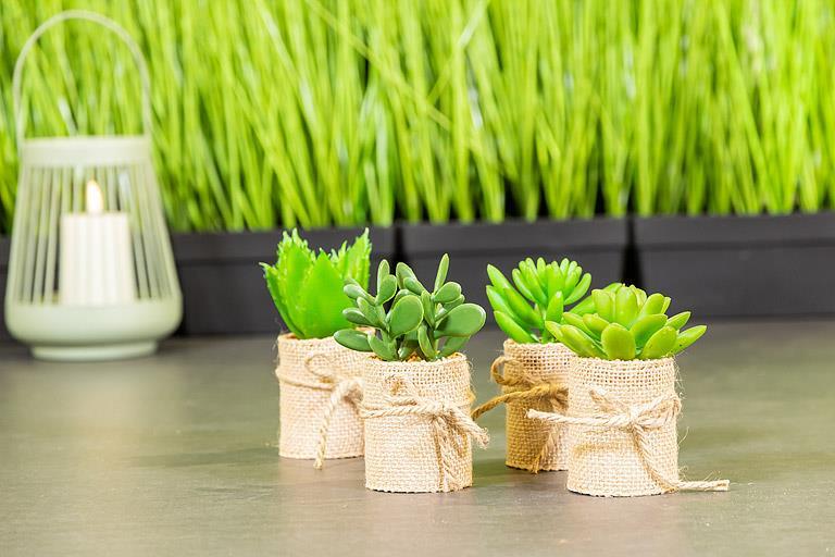 Succulents in Burlap Wrap. Set of 4
