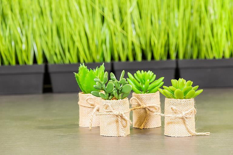 Succulents in Burlap Wrap. Set of 4