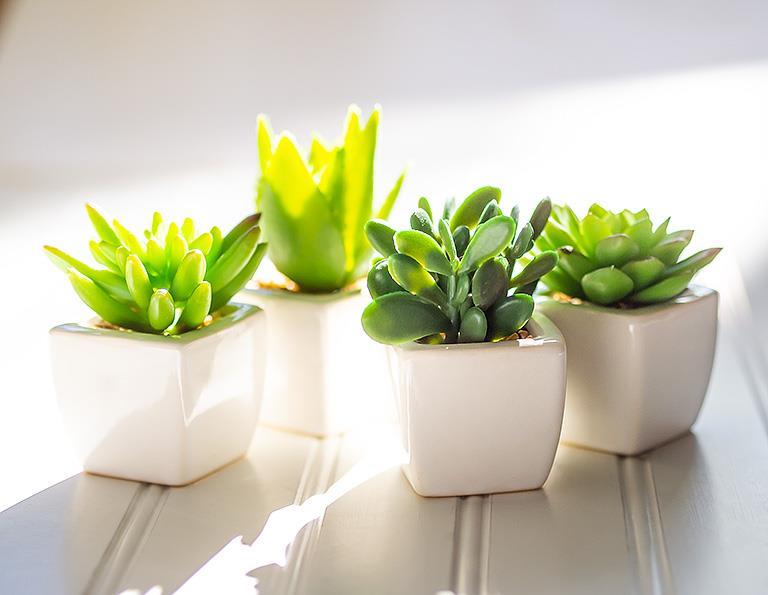 Succulents in Tapered Pot. Set of 4
