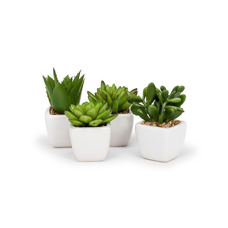 Succulents in Tapered Pot. Set of 4