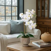 Verona 22h" Urn Potted Real Touch Orchid - Whiteг