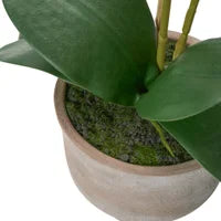 Verona 22h" Urn Potted Real Touch Orchid - Whiteг
