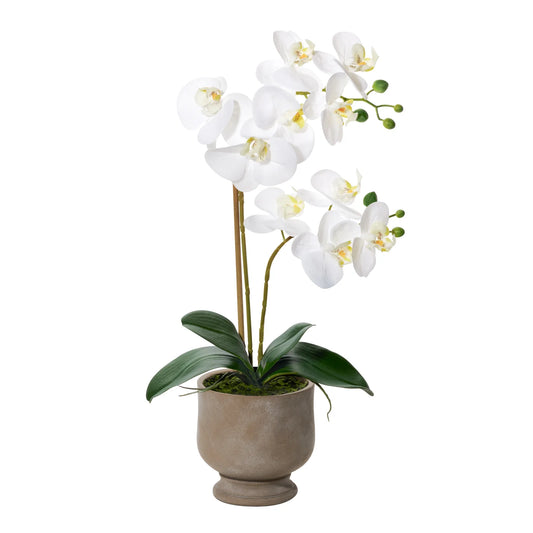 Verona 22h" Urn Potted Real Touch Orchid - Whiteг
