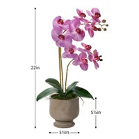 Verona 22h" Urn Potted Real Touch Orchid - Pinky