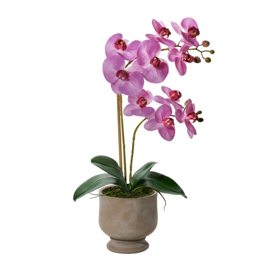 Verona 22h" Urn Potted Real Touch Orchid - Pinky