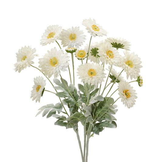 Daisy 4 Bloom 23L" 4 Stem Bouquet - Cream